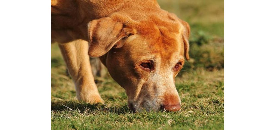 Magneter til Nose Work