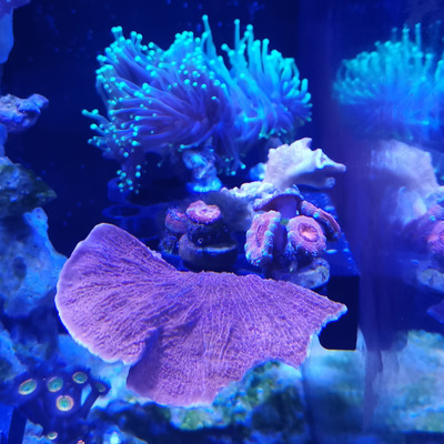 Coral shelf in a reef aquarium